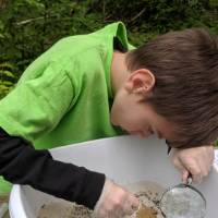 Student holds magnifying glass and looks at stream organisms in a bucket